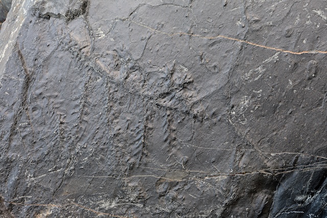 Scoperto ricchissimo sito paleontologico nel Parco delle Orobie Valtellinesi